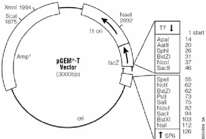 Figura 2.1: Esquema vetor pGEM ® -T Vector (Promega) utilizado para realizar a clonagem do fragmento de  cerca