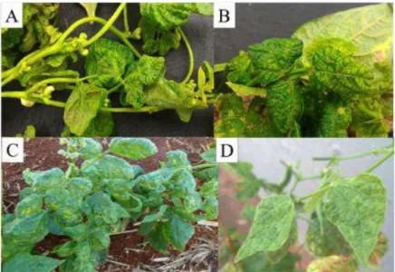 Figura 2. Plantas de feijão (Phaseolus vulgaris ) ‘Pérola’ apresentando sintomas típicos  induzidos por vírus como mosaico, epinastia, nanismo e bolhosidade