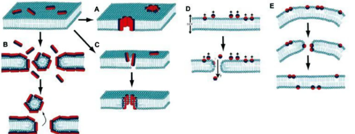 Figura 3. Mecanismos de permeabilização da membrana por peptídeos antimicrobianos.  