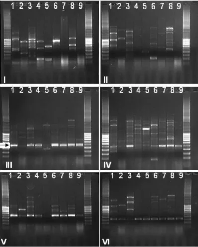 FIGURA 2 – Per ﬁ  l eletroforéticos dos amplicons (marcadores) do tipo RGA gerados com um conjunto de  seis combinações de primers degenerados, desenhados para anelar com regiões conservadas  presentes em genes de resistência a doenças