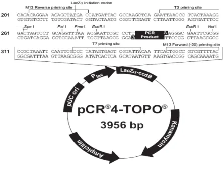 Figura 6: Mapa do plasmídeo pCR-4-TOPO (Invitrogen). Sítio de multiclonagem mostrado acima