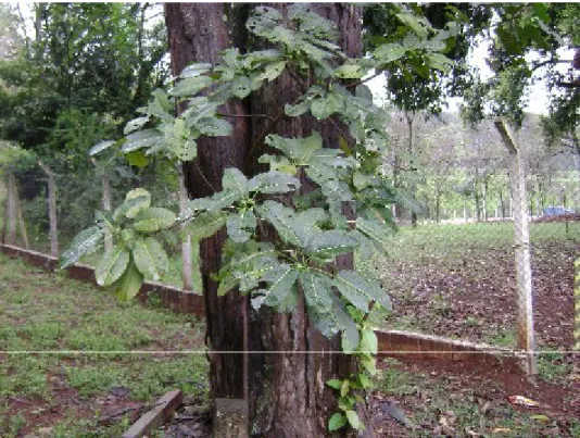 Fig. 2 Ficus citrifolia (hemiepífita)