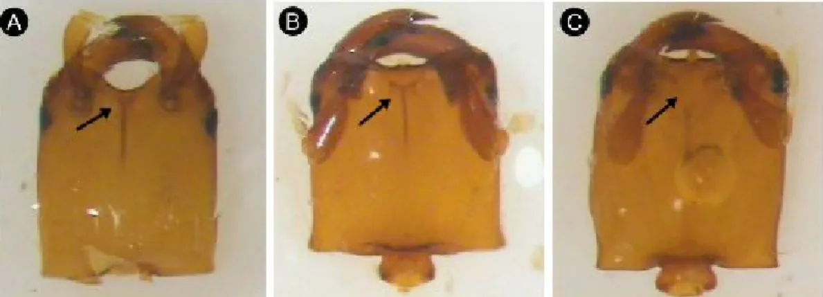 Figura 3. Diferenças nas cápsulas cefálicas de machos de Idarnes. (A e B) grupo carme sp