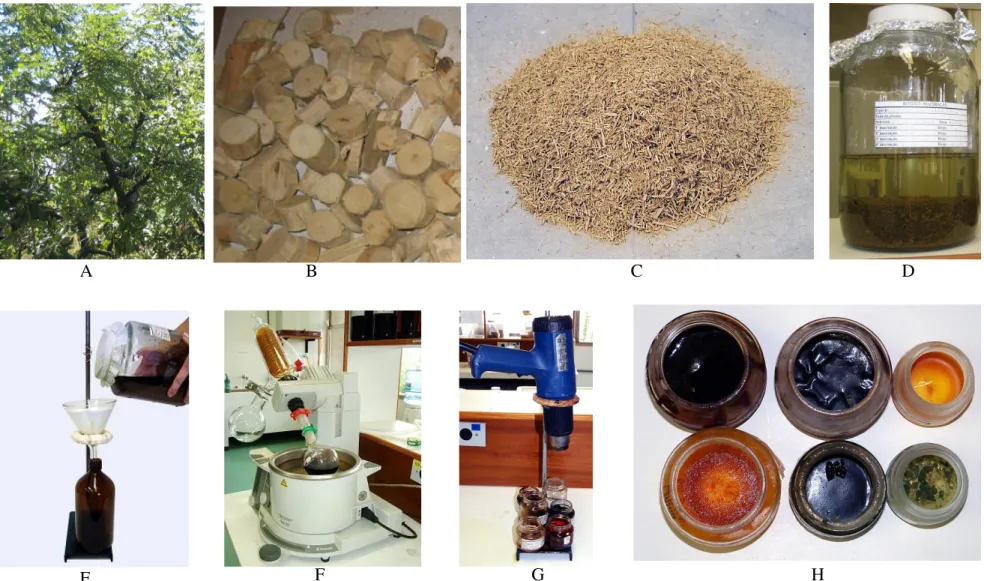 Figura 1: Processo de produção dos extratos – A: coleta; B: dessecação e estabilização; C: órgão vegetal pulverizado; D: maceração; 