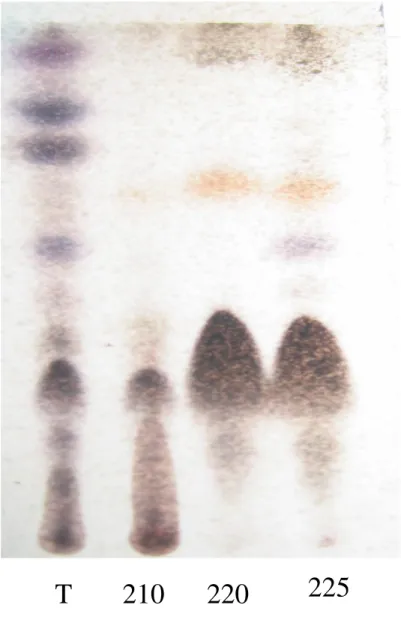 Figura 5: Siparuna guianensis: Cromatografia em camada delgada (CCD). T: material de  partida; 210, 220, 225: frações