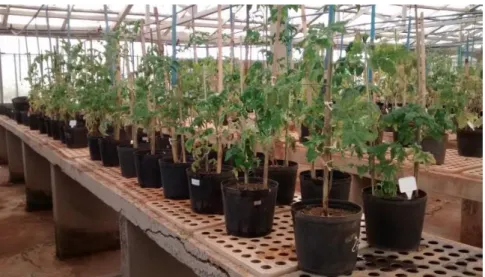 Fig.  1  - Multiplicação  da  espécie  de  nematoide  M.  incognita  em  mudas  de  tomateiro, em casa de vegetação, na Estação Experimental da Universidade de  Brasília