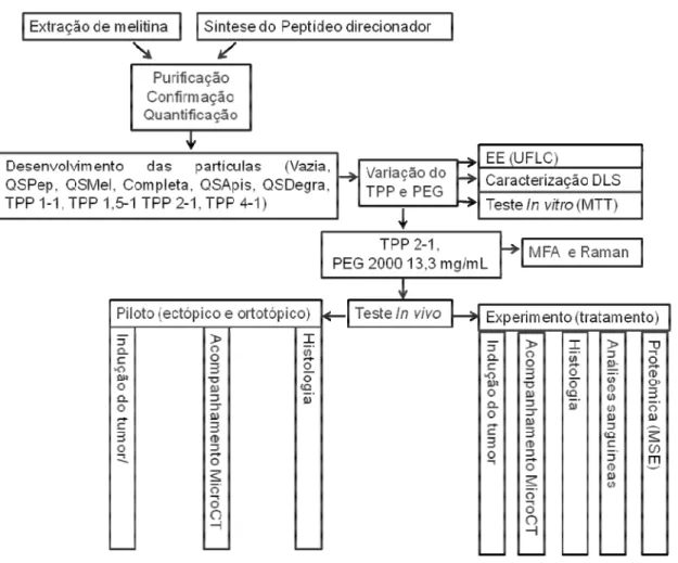 Figura 3.  Representação esquemática do desenho experimental seguido no presente estudo, na  qual as setas indicam as etapas subsequentes