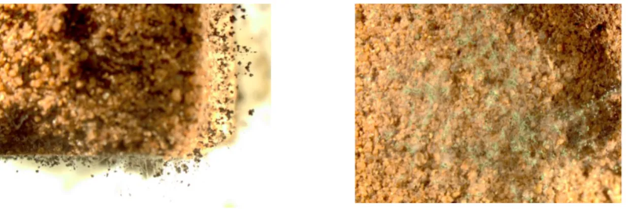 Figura 4.11 - Exemplos de contaminação biológica nas argamassas FS_PCM20 e CS30_FS45, respetivamente 