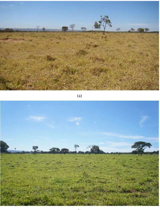 Figura 1. Vista geral de áreas plantadas com Brachiaria decumbens no campo experimental  da  Embrapa  Cerrados,  em  Planaltina/DF  (a)  área  de  pastagem  no  pico  da  estação  seca  -  setembro/2013;  (b)  área  de  pastagem  no  pico  da  estação  chu