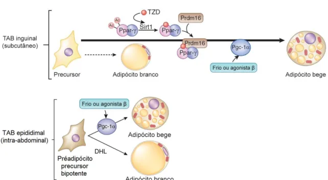 Figura  4  Regulação  transcricional  do  desenvolvimento  de  adipócitos  bege.  No  TAB  inguinal,  a  estimulação β-adrenérgica desencadeia predominantemente diferenciação de células precursoras em  adipócitos bege, conduzindo à expressão e atividade de