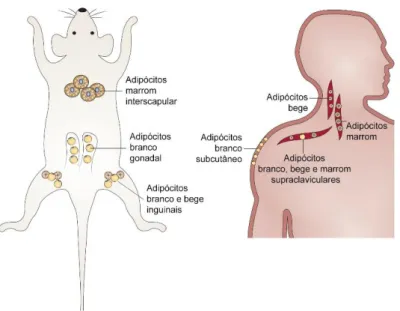 Figura  5  Localização  anatômica  predominante  dos  adipócitos  marrom,  branco  e  bege  em  camundongos e humanos adultos