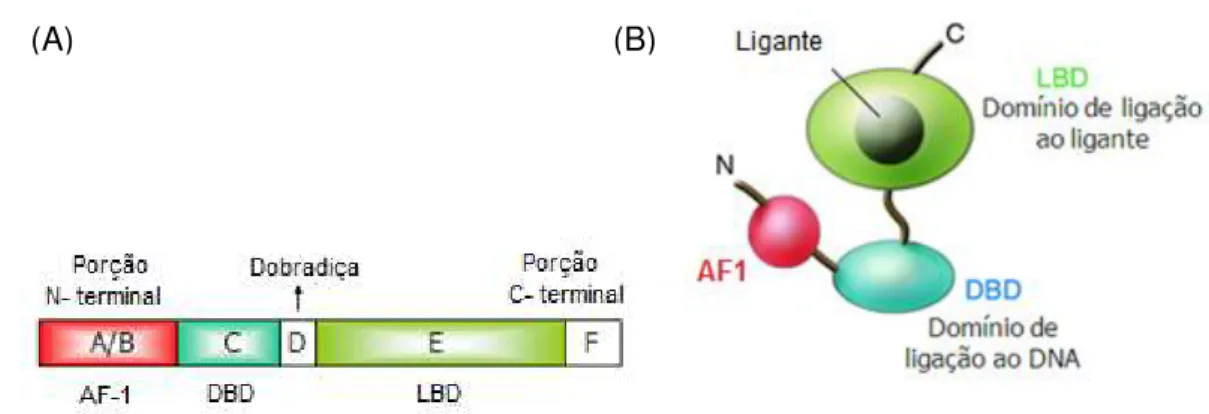 Figura  6  Estrutura  geral  dos  receptores  nucleares.  (A)  Estrutura  primária  representando  a  região  amino-terminal (domínio A/B, em que se encontra o domínio função de ativação 1 ou AF-1), domínio  de  ligação  ao  DNA  (DBD,  domínio  C),  regiã