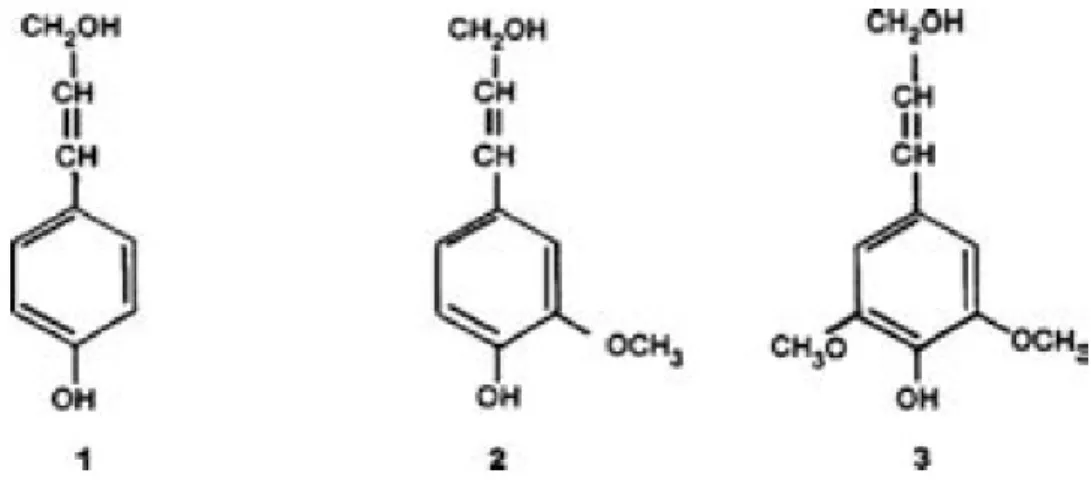 Figura 8: Álcoois precursores da lignina. 1 – álcool p-cumarílico; 2 – álcool coniferílico; 3  – álcool sinapílico