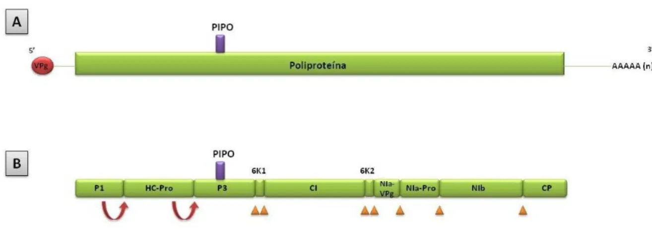 Figura 3. Organização genômica dos membros da família Potyviridae. (A): a barra verde representa a  poliproteína  resultante  do  processo  de  tradução,  situada  entre  as  regiões  5‟  UTR  (com  uma  VPg  ligada à sua extremidade) e 3‟ UTR (terminada e