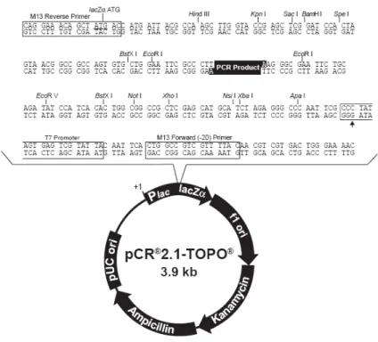 Figura 9. Mapa do vetor de clonagem pCR 2.1 TOPO, o qual apresenta a origem de replicação pUC  e  f1,  sítios  múltiplos  de  clonagem,  gene  lacZ  e  genes  de  resistência  a  ampicilina  e  canamicina  (Invitrogen)