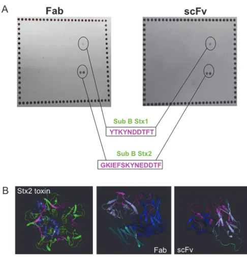 Fig 3. Structural analyses of antibody fragments. A. Peptide mapping and the corresponding peptides, with the epitopes highlighted in pink