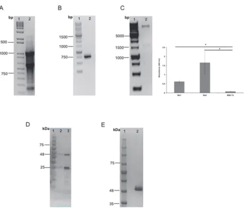 Fig 1. scFv and Fab purification. A. RNA extraction from Stx2 IgG-producing hybridoma