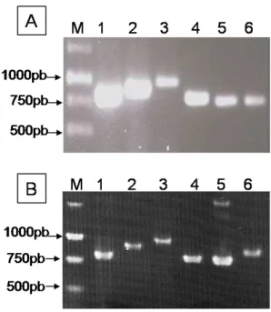 Fig.  3.  A:  Produtos  de  PCR  amplificados  a  partir  do  gene  da  capa  protéica  de  cada  espécie  viral  com  um  par  de  oligonucleotídeos  específicos