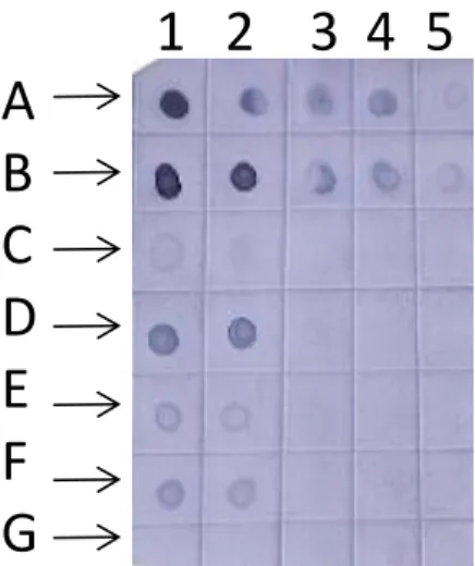 Fig.  5.  Detecção  de  Potyvirus  por  Hibridização  em  “Dot  Blot”  com  sondas  moleculares  não-radioativas  gênero-específica  para  Potyvirus  