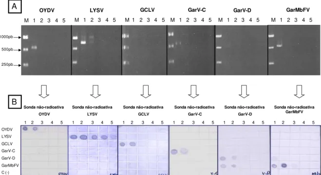 Fig.  7.  Análise  comparativa  da  visualização  do  produto  de  PCR  em  diluições  seriadas via em gel de agarose e sonda molecular não-radioativa