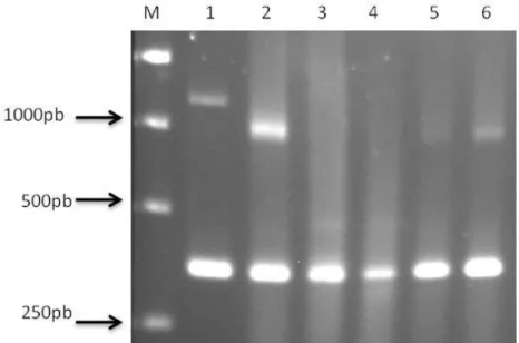 Fig. 8. Avaliação da eficiência da extração de RNA total de plantas através da  amplificação  de  um  fragmento  de  358  pb  com  um  par  de  primers  EF1F  (5’ 