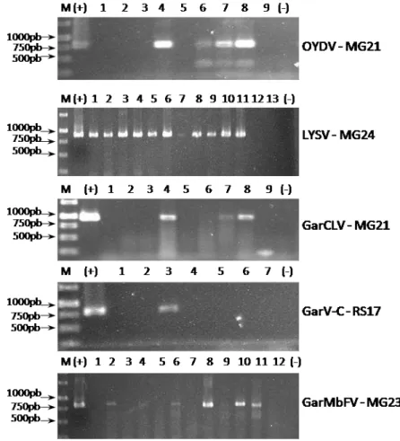 Fig.  9.  Detecção  do  complexo  viral  do  alho  por  RT-PCR  com  primers  vírus- vírus-específicos  em  amostras  de  plantas  provenientes  das  principais  áreas  produtoras do Brasil