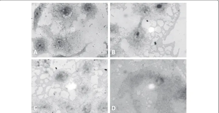 Figure 2 Adhesion of DAEC and C. freundii to HeLa cells. Adherence to HeLa cell monolayers after 3 hours of incubation is intensified when DAEC and C