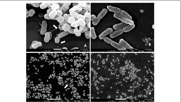 Figure 3 SEM analysis of mixed biofilms. Biofilms inhibited by zinc show thick pili (A, C) that are not visualized in biofilms insensible to zinc (B, D)
