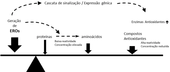 Figura  1.3:  Mecanismos  de  homeostase  redox.  Equilíbrio  entre  produção  de  EROs  e  vários compostos antioxidantes