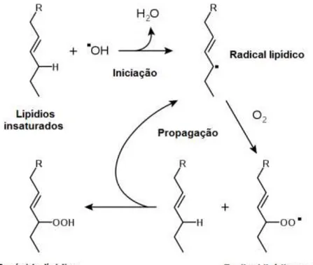Figura 1.4: Processo de peroxidação lipídica. Adaptado de Niki (2009) 