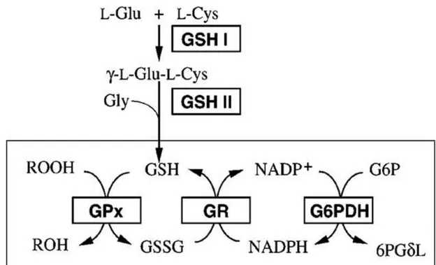 Figura 1.5: Ciclo catalítico da Glutationa peroxidase (GPx) e a glutationa redutase (GR)  Adaptado de Inoue et al.(1999) 