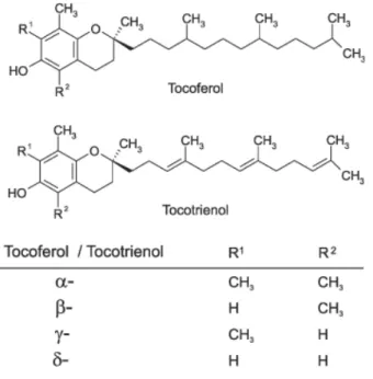 Figura 1.6: Estrutura química tocoferol e tocotrienol.  Adaptado de Cerqueira, Medeiros e  Augusto (2007) 
