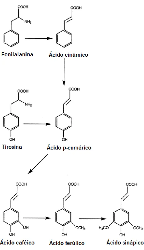 Figura 1.8: Síntese dos ácidos hidroxinâmicos 