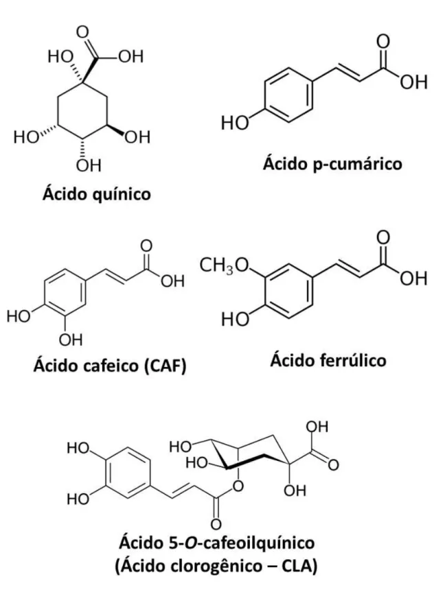 Figura 1.9: Estrutura química dos precursores do ácido clorogênico e do ácido cafeico 