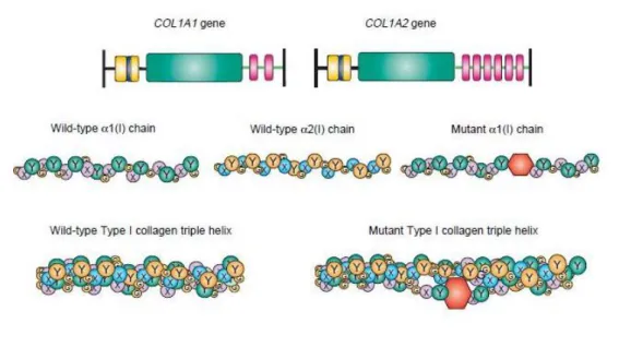 Figura 2 - Esquema representando os genes COL1A1 e COL1A2 do colágeno tipo I, que consiste em  duas cadeias α1 e uma α2
