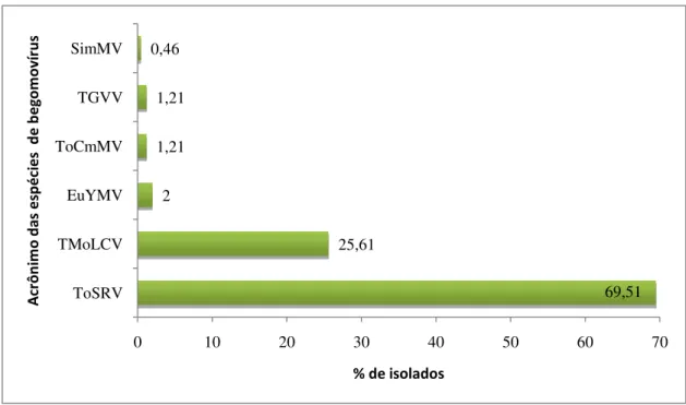 Figura 1: Porcentagem de espécies de begomovírus (identificação preliminar pela análise de sequência  parcial) encontradas nas 246 amostras foliares de tomate.