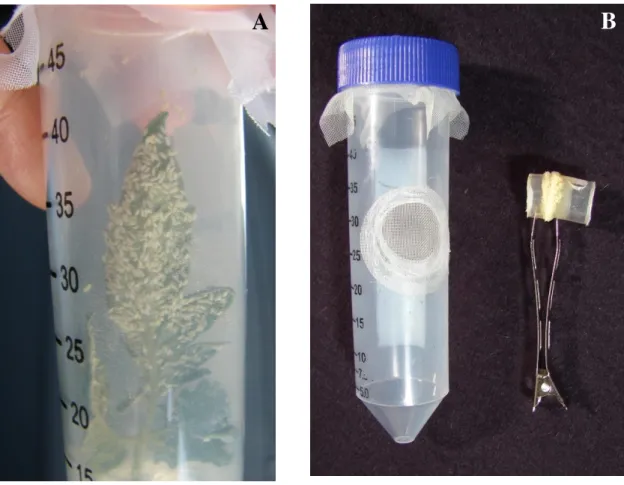 Figura 2: A:   Copos plásticos utilizados para  inoculação nos ensaios de transmissão;  B Detalhe da  mini-gaiola presa ao folíolo da planta-teste