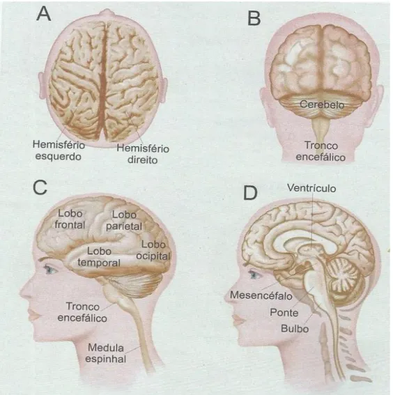Figura 1. O cérebro. Fonte: (LENT, 2010, p.12)