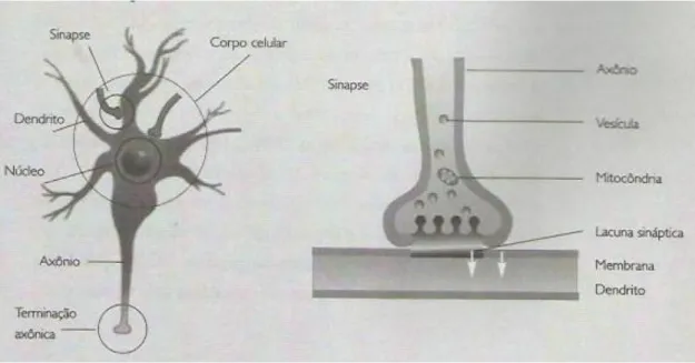 Figura 2. O neurônio e a sinapse. Fonte: (CARTER, 2003, p.51) 