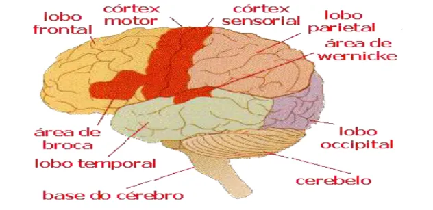 Figura 6. Localização cerebral das Inteligências Múltiplas. Fonte: Medeiros &amp; Loiola, 2011