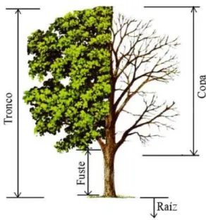 Figura 2.2: Estrutura de uma árvore (adaptado de Humphries e Sutton, 1996).