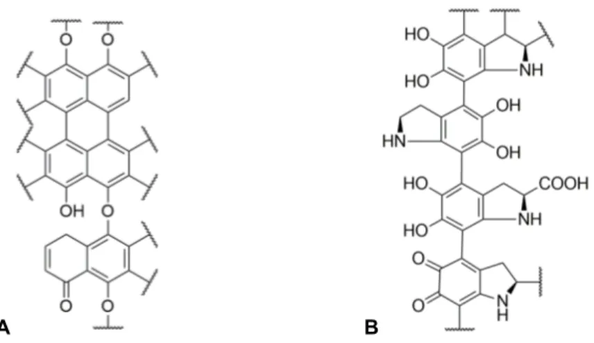 Figure 3.1. Proposed chemical structure for the DHN-melanin polymer (A) and for the L-DOPA- L-DOPA-melanin polymer (B)