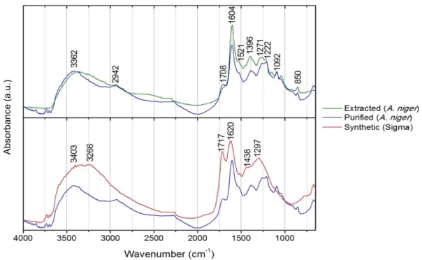 Figure 3.6. µ-FTIR spectra of the extracted and purified melanins from Aspergillus niger in comparison  with synthetic melanin from Sigma.