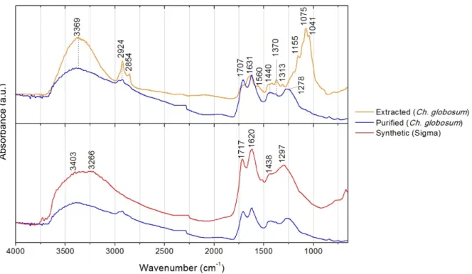 Figure 3.7. µ-FTIR spectra of the extracted and purified melanins from Chaetomium globosum in  comparison with synthetic melanin from Sigma