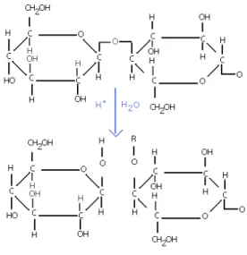 Fig. 5. Rompimento da cadeia molecular do polímero da celulose por hidrólise ácida. 