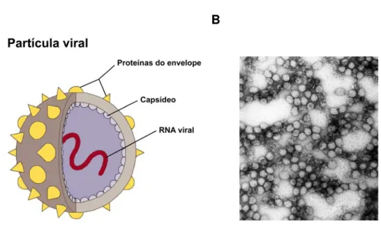 Figura 3: Partícula viral. A) Esquema mostrando estrutura da partícula viral de vírus pertencentes ao  grupo Flavivirus