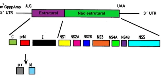 Figura 4: Esquema da estrutura genômica do vírus da febre amarela, mostrando os genes estruturais e  não estruturais, as regiões não traduzidas 5’UTR e 3’UTR e a formação das proteínas estruturais C, prM e  E e das proteínas não estruturais NS1, NS2A, NS2B