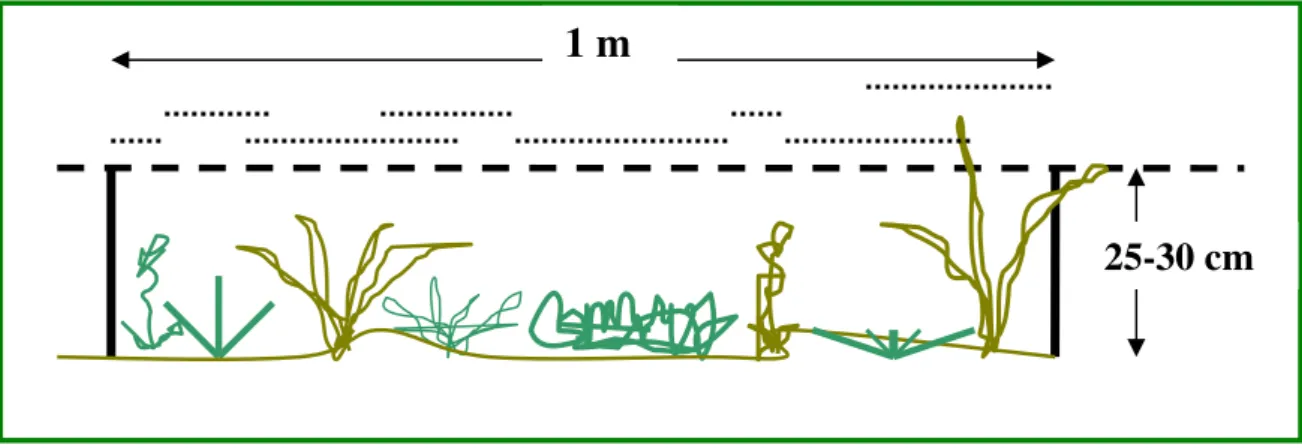 Figura  2.2  –  Esquema  do  Método  de  Intercessão  na  Linha  utilizado  no  estudo  fitossociológico da comunidade de campos limpos úmidos no Parque Estadual do Jalapão