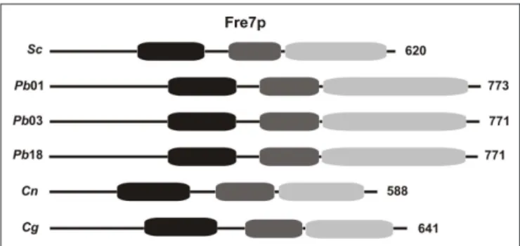 Figure 1). Searches of the P. brasiliensis genomes revealed that all  three  isolates  contain  the  S