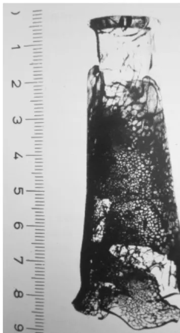 FIGURE 6 “Roman bottleneck with superficial honeycomb craquelure (scale in cm)” [21]